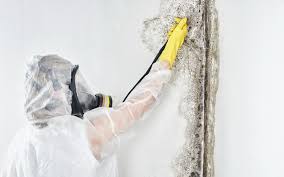 Reliable Mount Healthy Heights, OH Mold Remediation Solutions